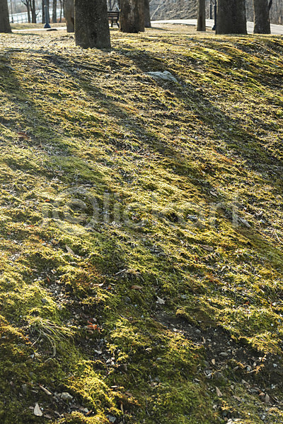사람없음 JPG 포토 그림자 나무 바닥 백그라운드 야외 오후 잔디 주간 햇빛