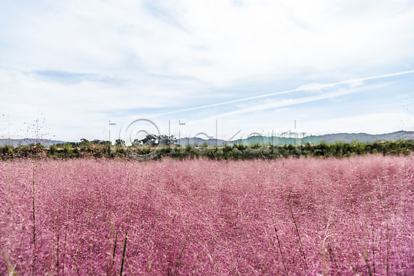 감성 사람없음 JPG 포토 가을풍경 경기도 나리공원 야외 양주(한국) 여러해살이풀 자연 주간 풀(식물) 풍경(경치) 핑크뮬리 하늘