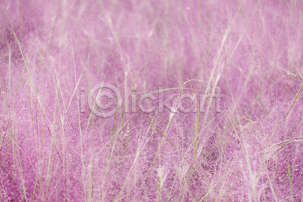 감성 여유 사람없음 JPG 포토 가을(계절) 가을풍경 꽃밭 논산 야외 여행 자연 주간 풍경(경치) 핑크뮬리