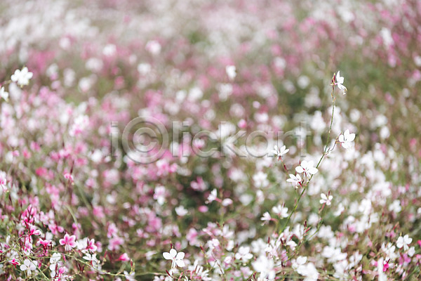 감성 여유 사람없음 JPG 포토 가을(계절) 가을풍경 꽃밭 논산 분홍바늘꽃 야외 여행 자연 주간 풍경(경치)