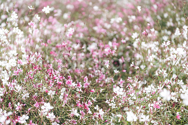 감성 여유 사람없음 JPG 포토 가을(계절) 가을풍경 꽃밭 논산 분홍바늘꽃 야외 여행 자연 주간 풍경(경치)
