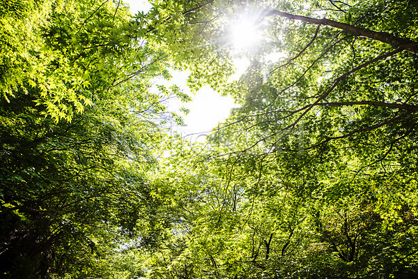사람없음 JPG 로우앵글 포토 강천산 국내여행 나무 모과나무 산 순창 야외 여름(계절) 여행 자연 전라북도 주간 초록색 풍경(경치) 한국 햇빛