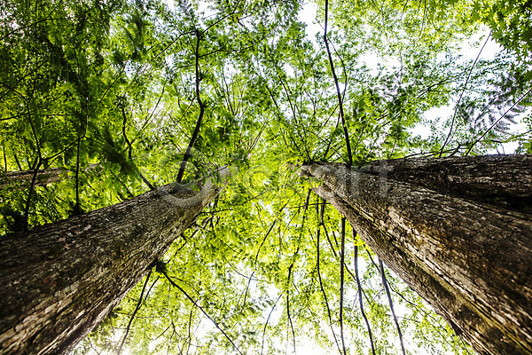 사람없음 JPG 로우앵글 포토 강천산 국내여행 나무 모과나무 산 순창 야외 여름(계절) 여행 자연 전라북도 주간 초록색 풍경(경치) 한국