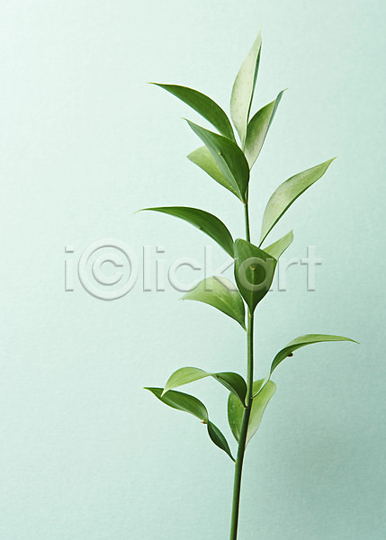 사람없음 JPG 포토 스튜디오촬영 식물 실내 오브젝트 잎 초록배경