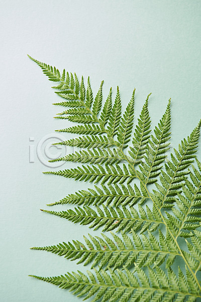 사람없음 JPG 포토 하이앵글 스튜디오촬영 식물 실내 오브젝트 잎 초록배경 플랫레이