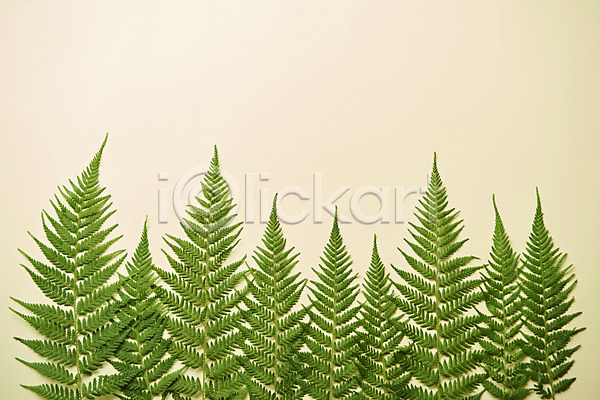사람없음 JPG 포토 하이앵글 베이지색배경 스튜디오촬영 식물 실내 오브젝트 잎 플랫레이