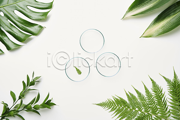사람없음 JPG 포토 하이앵글 몬스테라 샬레 스튜디오촬영 식물 실내 실험기구 오브젝트 잎 플랫레이 흰배경