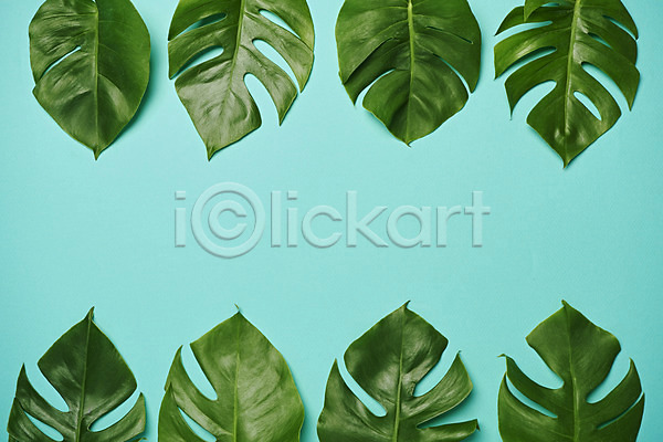 사람없음 JPG 포토 하이앵글 민트색배경 스튜디오촬영 식물 실내 오브젝트 잎 플랫레이