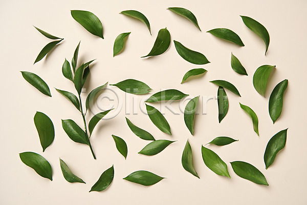 사람없음 JPG 포토 하이앵글 베이지색배경 스튜디오촬영 식물 실내 오브젝트 잎 플랫레이