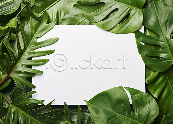 사람없음 JPG 포토 하이앵글 몬스테라 스튜디오촬영 식물 실내 오브젝트 잎 프레임 플랫레이 흰배경