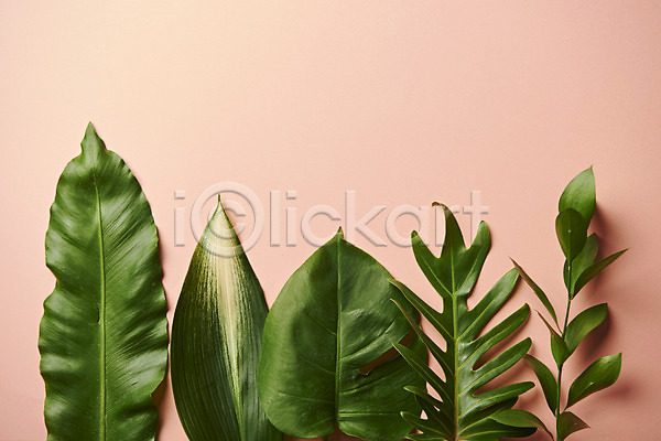 사람없음 JPG 포토 하이앵글 몬스테라 분홍색배경 스튜디오촬영 식물 실내 오브젝트 잎 플랫레이