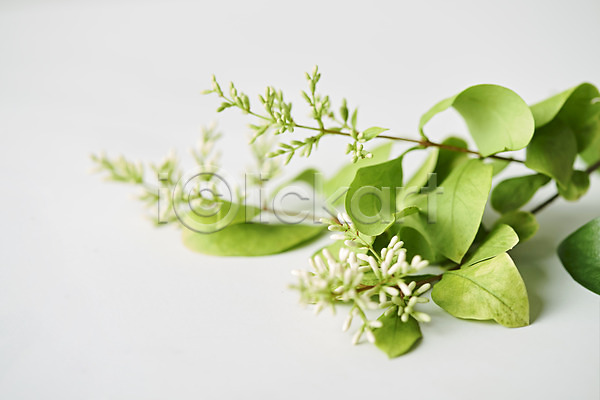 사람없음 JPG 근접촬영 포토 꽃 스튜디오촬영 식물 실내 오브젝트 잎 흰배경