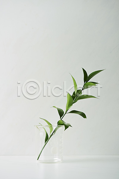 사람없음 JPG 근접촬영 포토 공병 뷰티 스튜디오촬영 식물 실내 오브젝트 잎 화장품 흰배경