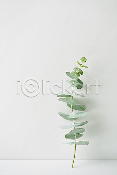 사람없음 JPG 포토 스튜디오촬영 식물 실내 오브젝트 잎 흰배경