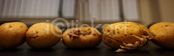 새로움 성장 사람없음 JPG 포토 해외이미지 1 감자 고립 나쁜 날것 발사 백그라운드 부활 빛 뿌리 세련 속도 썩음 옛날 원예 음식 주름 파노라마 해외202008 해외포토