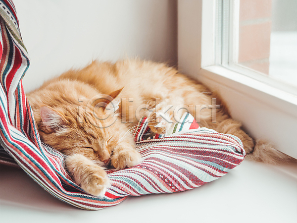 사람없음 JPG 포토 해외이미지 고양이 낮잠 반려동물 반려묘 실내 안락 창가 한마리 해외202008 햇빛