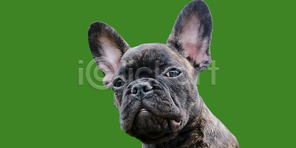 달콤 행복 호기심 사람없음 아기 JPG 포토 해외이미지 1 갈색 강아지 개 검은색 경보 동물 반려동물 백그라운드 불독 새끼 신앙심 얼굴 우호적 응시 작음 정원 주름 초록색 친절 카피스페이스 포즈 프랑스어 해외202008 해외포토 황소 흰색
