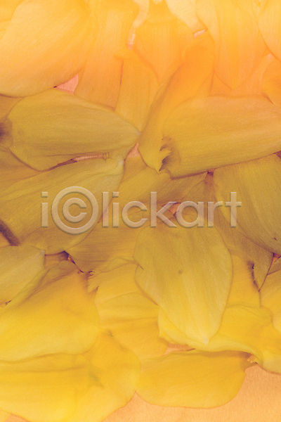 신선 사람없음 JPG 포토 해외이미지 꽃 꽃무늬 꽃잎 내추럴 노란색 디자인 미술 백그라운드 벚꽃 봄 수선화 식물 여름(계절) 잎 장식 패턴 해외202008 흰색