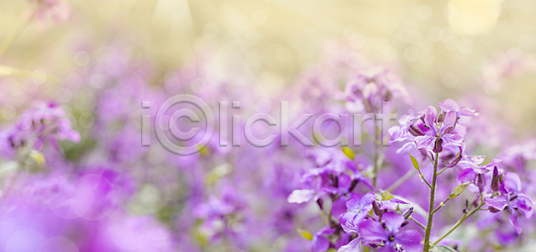 따뜻함 성장 자유 평화 행운 사람없음 JPG 포토 해외이미지 5월 가족 개화 계절 공원 꽃 꽃가루 꽃무늬 데이지 땅 땅바닥 맑음 밭 백그라운드 벚꽃 봄 분홍색 빛 솜털 수평선 시골 식물 알레르기 여름 자연 잔디 제비꽃 주말 초록색 초원 컬러풀 태양 파노라마 풍경 해외202008 해외포토 햇빛 환경 휴가 흰색