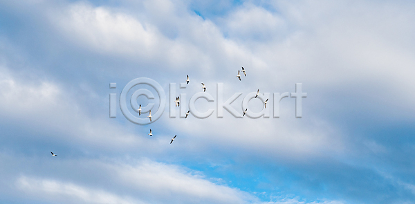 사람없음 JPG 포토 해외이미지 1 가족 갈매기 검은색 구름 그룹 깃털 날개 노란색 다발 동물 바다 배고픔 백그라운드 야생동물 야외 음식 자연 조류 파란색 하늘 해외202008 해외포토 흰색