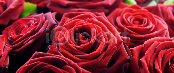 사랑 신선 열정 축하 활발 사람없음 JPG 포토 해외이미지 2월 결혼 결혼식 기념 기념일 꽃 꽃다발 꽃무늬 꽃잎 낭만 내추럴 다발 디자인 많음 몽환 발렌타인데이 백그라운드 벚꽃 빨간색 선물 식물 심볼 자연 장미 장식 질감 축제 컨셉 패턴 해외202008 해외포토 휴가