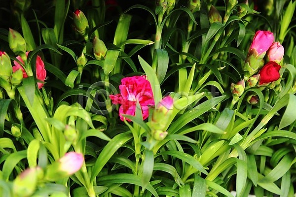 사람없음 JPG 포토 해외이미지 꽃 꽃무늬 내추럴 벚꽃 분홍색 식물 여름(계절) 자연 정원 카네이션 해외202008