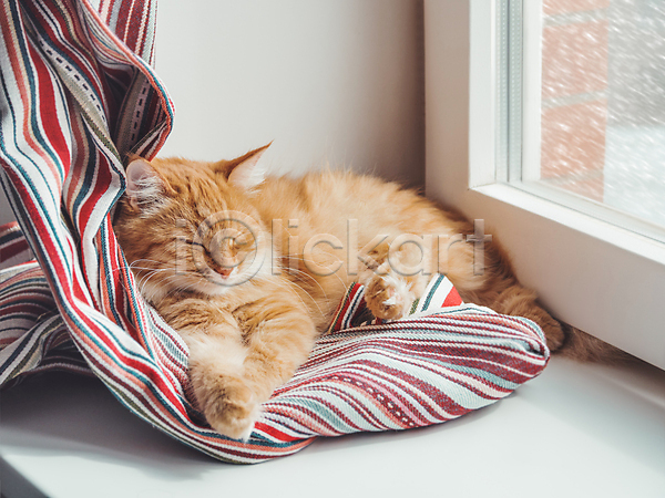 따뜻함 사람없음 JPG 포토 해외이미지 겨울 고양이 낮잠 반려동물 반려묘 실내 안락 창가 한마리 해외202008
