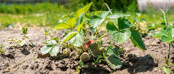 달콤 성장 신선 사람없음 JPG 포토 해외이미지 건강 계절 과일 꽃 꽃무늬 내추럴 농경지 농업 농장 딸기 밭 밭일 봄 비타민 빨간색 산업 수확 숙성 식물 야외 여름 열매 온실 원예 유기농 음식 잎 자연 정원 줄서기 채식주의자 초록색 태양 해외202008 해외포토