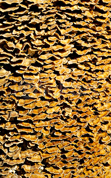 성장 사람없음 JPG 포토 해외이미지 갈색 곰팡이 나무 내추럴 노란색 목재 묘사 무리 백그라운드 버섯 빨간색 식물 야외 오렌지 유기농 자연 질감 추상 층 패턴 해외202008 환경