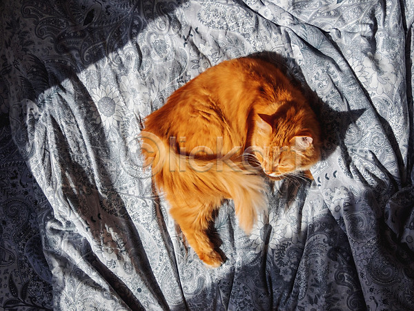 사람없음 JPG 포토 해외이미지 고양이 그림자 낮잠 반려동물 반려묘 실내 이불 침대 한마리 해외202008 햇빛