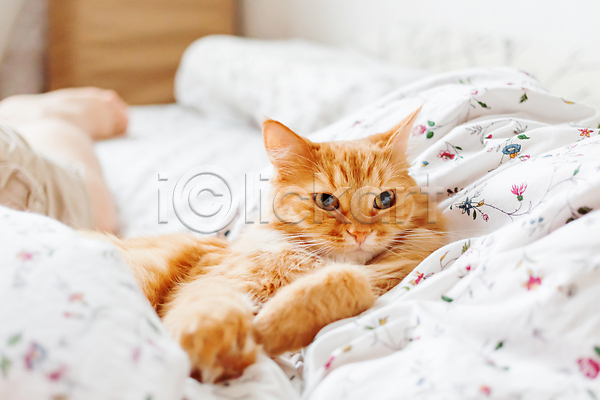 사람없음 JPG 포토 해외이미지 고양이 반려동물 반려묘 실내 안락 이불 침대 한마리 해외202008 햇빛