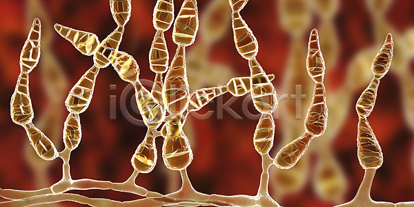 사람 사람없음 3D JPG 일러스트 포토 해외이미지 감염 곰팡이 볏짚 식물 알레르기 열 잎 질병 피부 해외202008 해외포토 호흡기관 흙