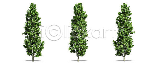 고독 성장 사람없음 JPG 포토 해외이미지 1 계절 고립 그늘 나무 나뭇가지 낙엽 내추럴 백그라운드 봄 생태학 숲 식물 싱글 야외 에코 엘리먼트 여름 열대우림 옛날 오브젝트 유기농 잎 자르기 자연 줄기 초록색 추상 큼 해외202008 해외포토 환경 흰색