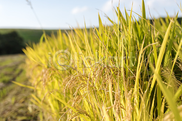 여유 사람없음 JPG 포토 가을(계절) 가을풍경 논 논산 벼 쌀 야외 자연 주간 추수 풍경(경치) 한국