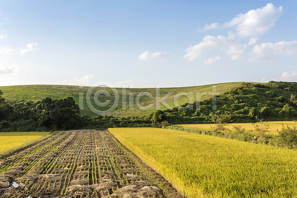 여유 사람없음 JPG 포토 가을(계절) 가을풍경 곡류 논 논산 벼 수확 쌀 야외 자연 주간 추수 풍경(경치) 한국