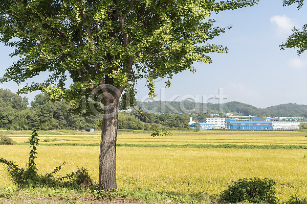 여유 사람없음 JPG 포토 가을(계절) 가을풍경 논 논산 벼 쌀 야외 자연 주간 추수 풍경(경치) 한국