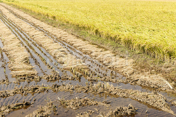 여유 사람없음 JPG 포토 가을(계절) 가을풍경 논 논산 벼 수확 쌀 야외 자연 주간 추수 풍경(경치) 한국