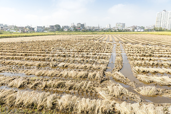 여유 사람없음 JPG 포토 가을(계절) 가을풍경 논 논산 벼 수확 쌀 야외 자연 주간 추수 풍경(경치) 한국