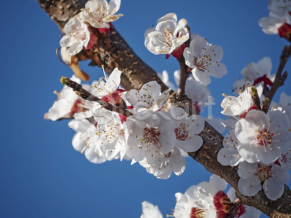 사람없음 JPG 근접촬영 포토 해외이미지 꽃잎 맑음 벚꽃 벚나무 봄 야외 하늘 해외202008