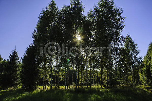사람없음 JPG 포토 해외이미지 나무 러시아 밭 여름(계절) 자연 천연기념물 풍경(경치) 하늘 해외202008