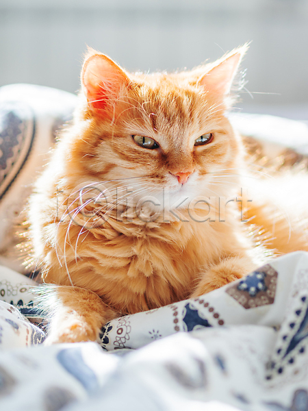 휴식 사람없음 JPG 포토 해외이미지 고양이 낮잠 반려동물 반려묘 시트 실내 이불 침대 한마리 해외202008 햇빛