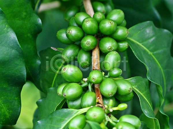 사람없음 JPG 포토 해외이미지 굽기 나무 아로마 양조 음료 초록색 커피 콩 해외202008
