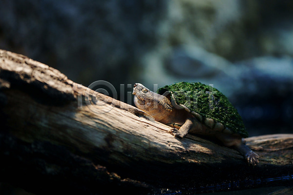 사람없음 JPG 포토 가로 거북이 나무 동물 야외 외국문화 파충류 한마리