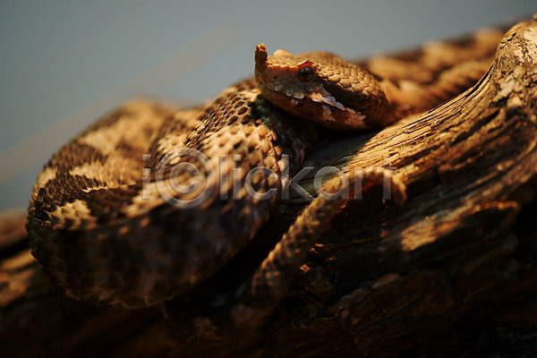 사람없음 JPG 근접촬영 포토 가로 나무 동물 또아리 무늬 뱀 외국문화 파충류 한마리