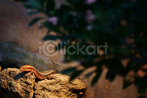 사람없음 JPG 포토 가로 나뭇잎 돌(바위) 동물 뱀 외국문화 파충류 한마리