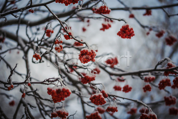 시원함 추위 사람없음 JPG 포토 해외이미지 12월 가을(계절) 겨울 계절 나무 나뭇가지 내추럴 냉동 눈내림 다발 목재 반투명 빨간색 서리 시베리아 식물 야외 열매 자연 컬러풀 폭설 해외202008 흰색