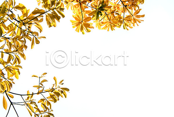 신선 사람없음 JPG 포토 해외이미지 나무 나뭇가지 내추럴 노란색 백그라운드 벽지 빛 숲 야외 오렌지 우주 잎 자연 태양 패턴 하늘 해외202008 황금 흰색