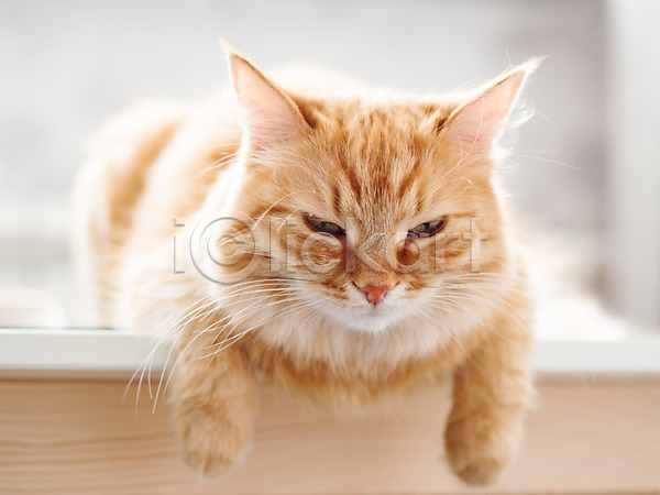 졸음 사람없음 JPG 포토 해외이미지 고양이 낮잠 반려동물 반려묘 실내 탁자 한마리 해외202008 햇빛