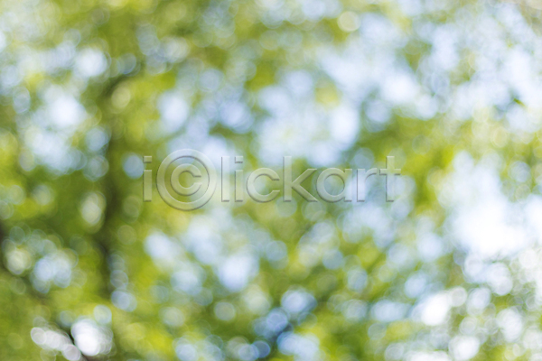 자유 사람없음 JPG 포토 해외이미지 계절 나무 내추럴 백그라운드 보케 블러 빛 잎 자연 질감 초록색 추상 패턴 해외202008