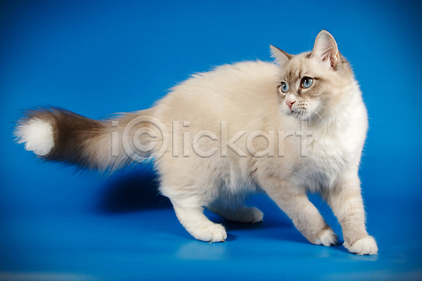 사람없음 JPG 포토 해외이미지 고양이 네바마스커레이드 반려동물 파란색 한마리 해외202008